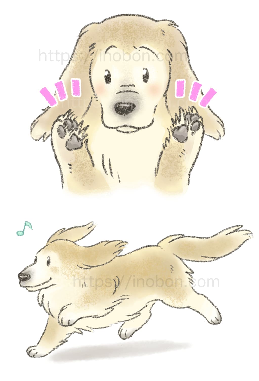 足裏に毛が伸び過ぎた犬、快適に走り回る犬の様子