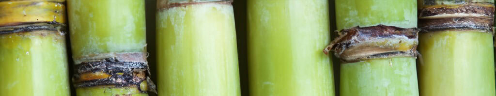 sugar cane in perfumes