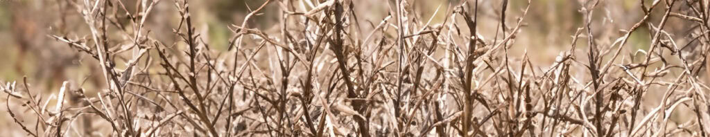 uruguay vetiver in perfumes