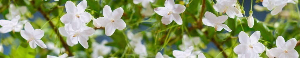 water jasmine in perfumes