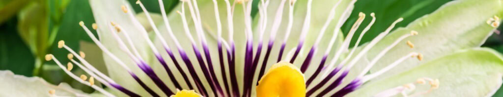 passionflower in perfumes