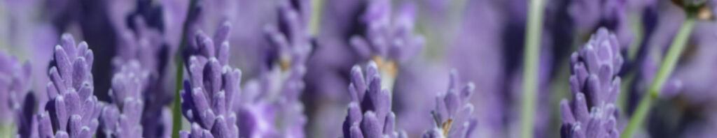 lavandin absolute in perfume