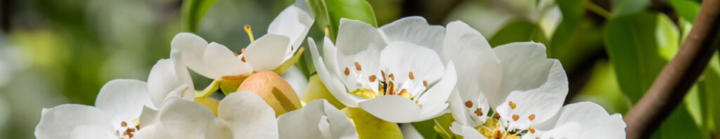 Pear Blossom