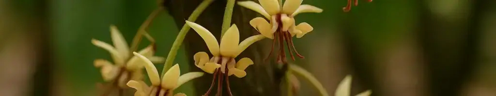 cacao blossom in perfumes