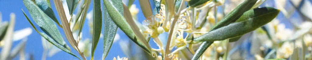 olive blossom in perfume