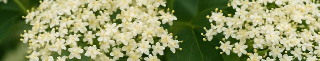 elderflower in perfume