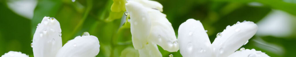 Hedione aroma molecule – a key ingredient in modern perfumery, known for its luminous, jasmine-like scent and radiant effect in fragrance compositions.