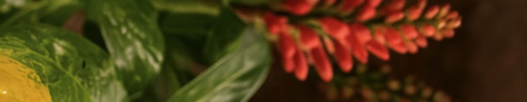 Longoza Gasoline (ginger lily)