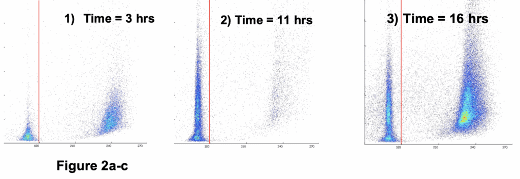 Online monitoring of yeast fermentation