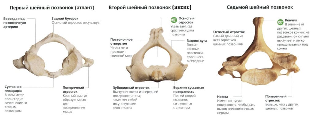 Разница между Типичными и Атипичными позвонками 1 Атипичные позвонки