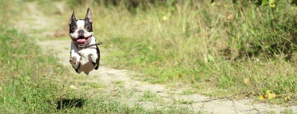 Do Boston Terriers Get Along With Cats? 50 Owners Surveyed - Boston Terrier  Society