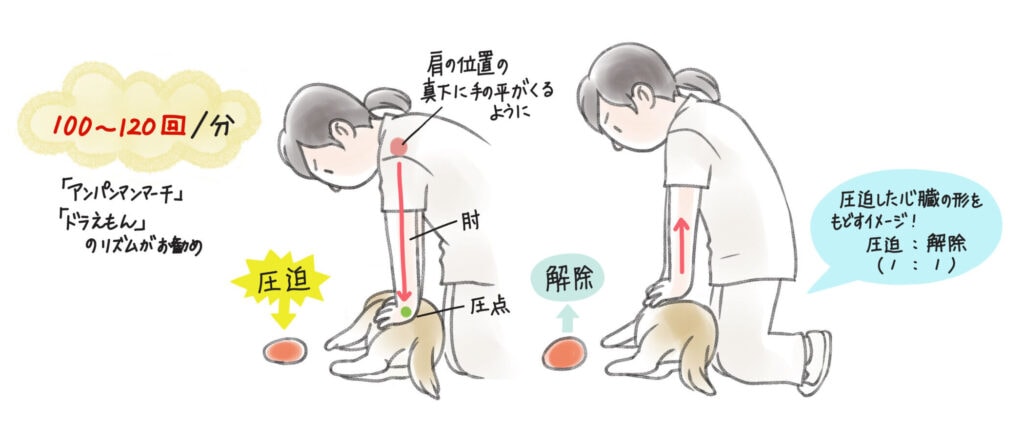 犬や猫の心臓マッサージ