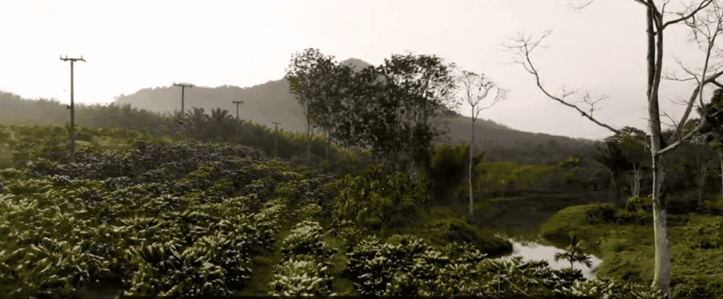 A Robusta coffee platation