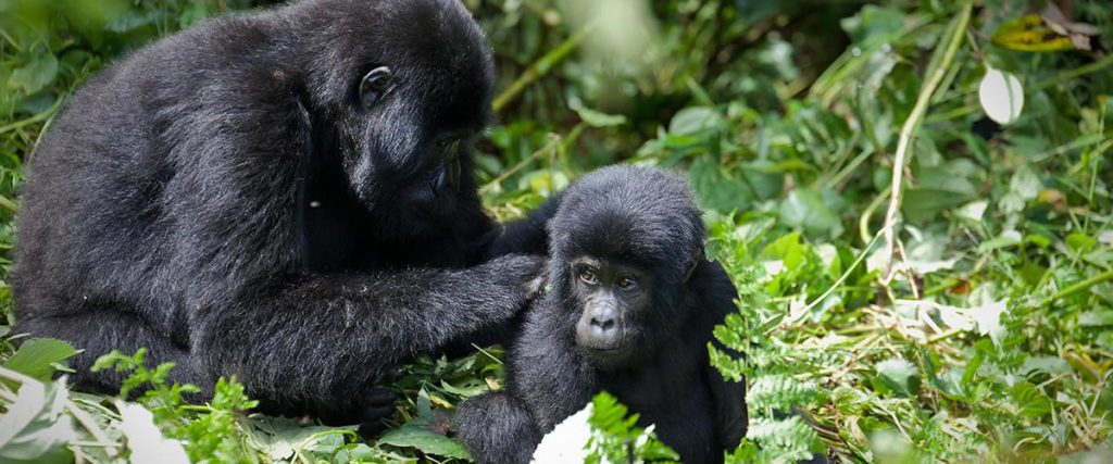 11 Days Uganda and Rwanda Tour by Explore Rwanda Tours
