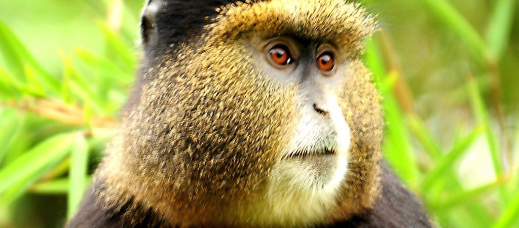 12 Days Uganda safari
