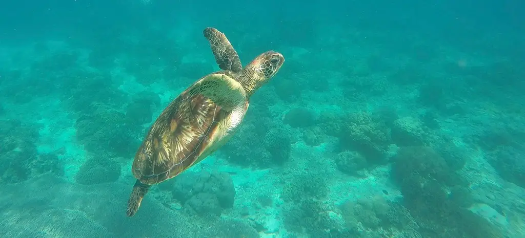 A turtle swimming below the surface just off-shore at Apo Island