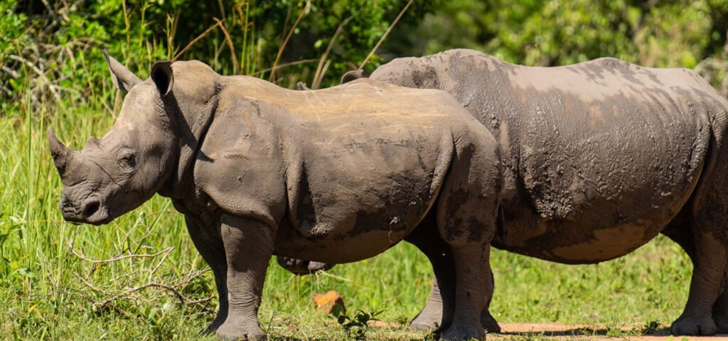 Can I See Rhinos in Rwanda?