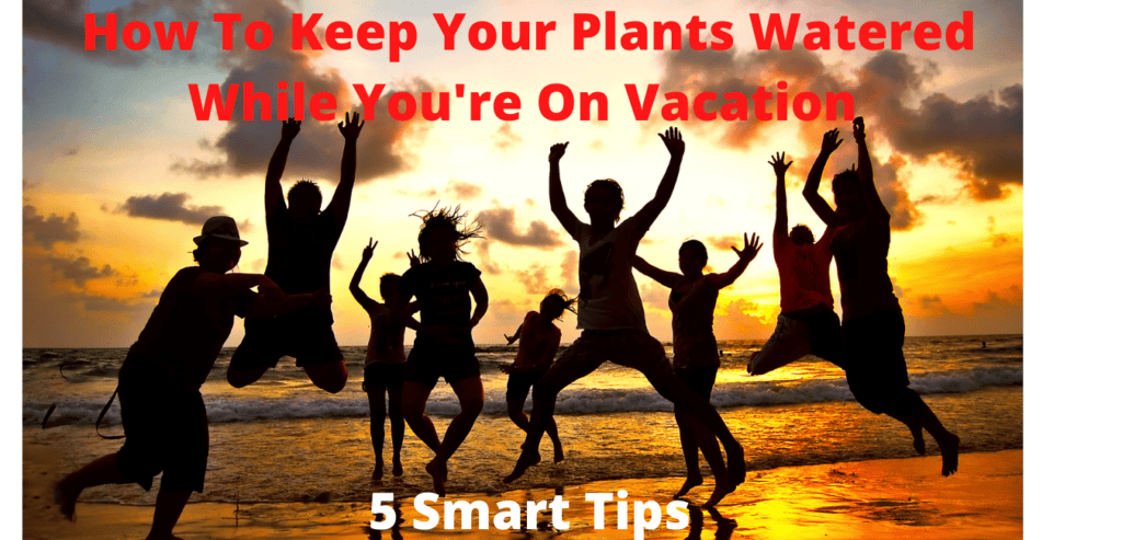 How To Keep Your Plants Watered While You're On Vacation?