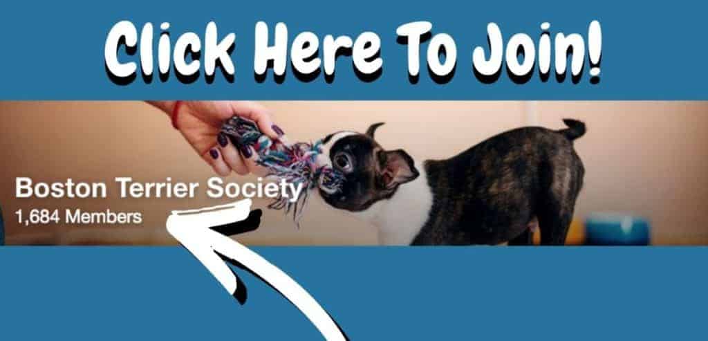 Boston Terrier Society Facebook Community