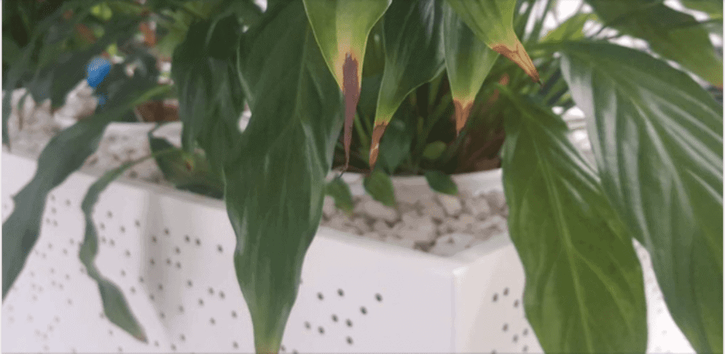 Brown Tips - keep plants alive