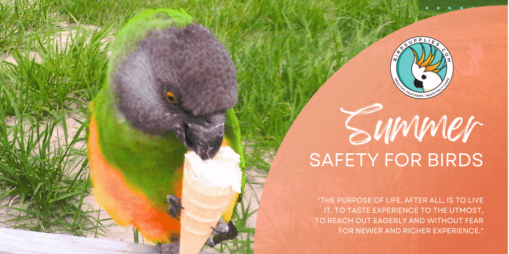 How to Cool down an Overheated Bird