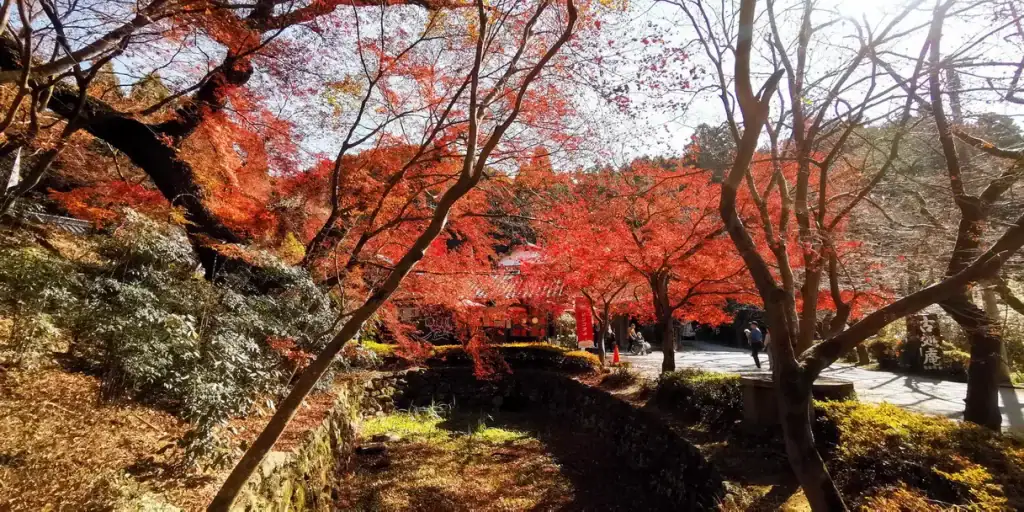 秋月城跡紅葉