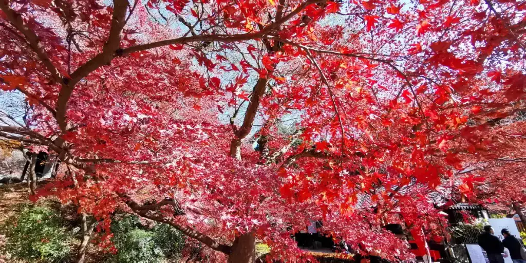 秋月城跡紅葉