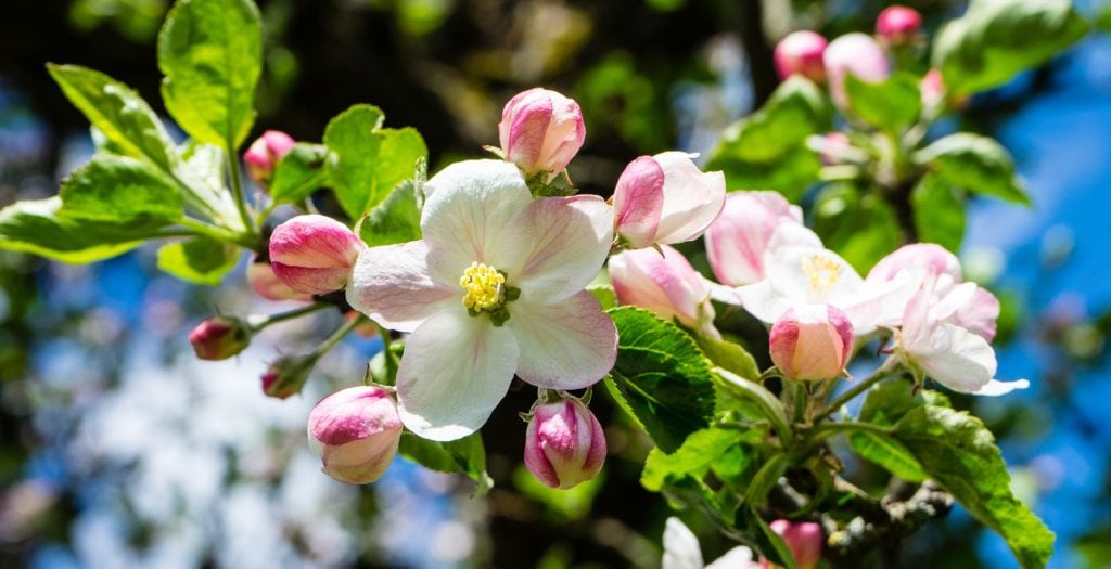 fleur de Bach et conception naturelle