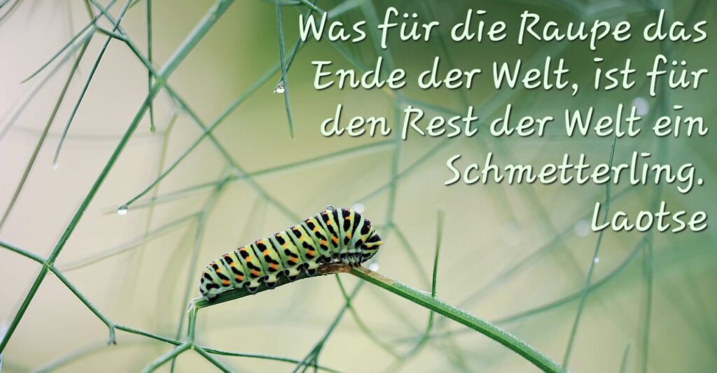 Bunte Raupe in der Natur mit dem Text: Was für die Raupe das Ende der Welt, ist für den Rest der Welt ein Schmetterling (Laotse)