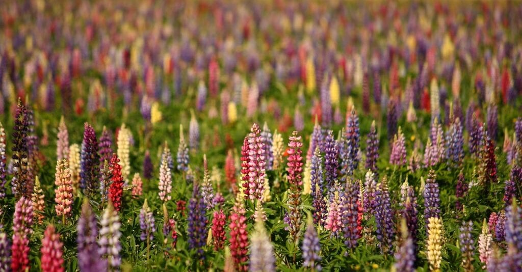 lupins, nature, summer-1598062.jpg