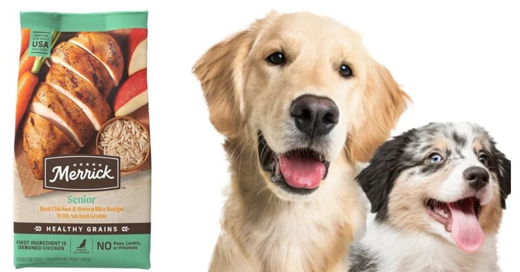 Understanding Your Dog’s Age, Size, and Lifestyle