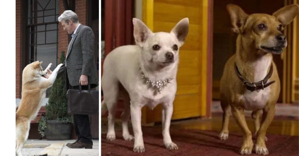 Movie Chihuahua Beverly Hills|Star Dogs, Movies & Fun Facts