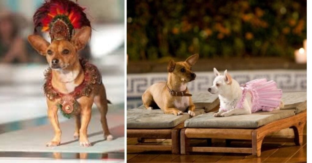 Movie Chihuahua Beverly Hills|Star Dogs, Movies & Fun Facts