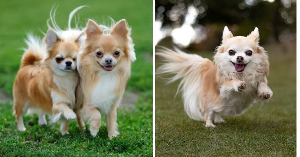 Movie Chihuahua Beverly Hills|Star Dogs, Movies & Fun Facts