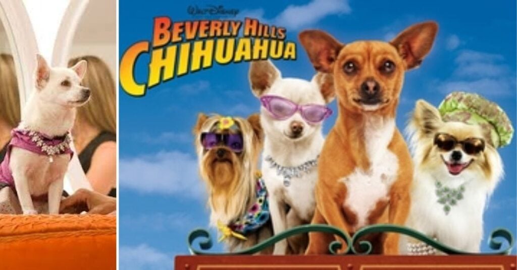 Movie Chihuahua Beverly Hills|Star Dogs, Movies & Fun Facts