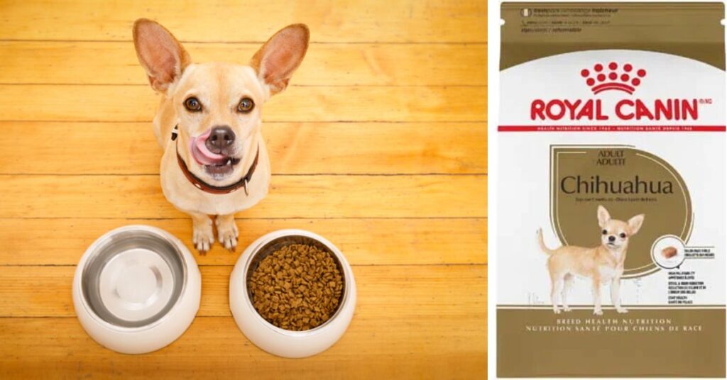feeding and nutrition chihuahua’s health.