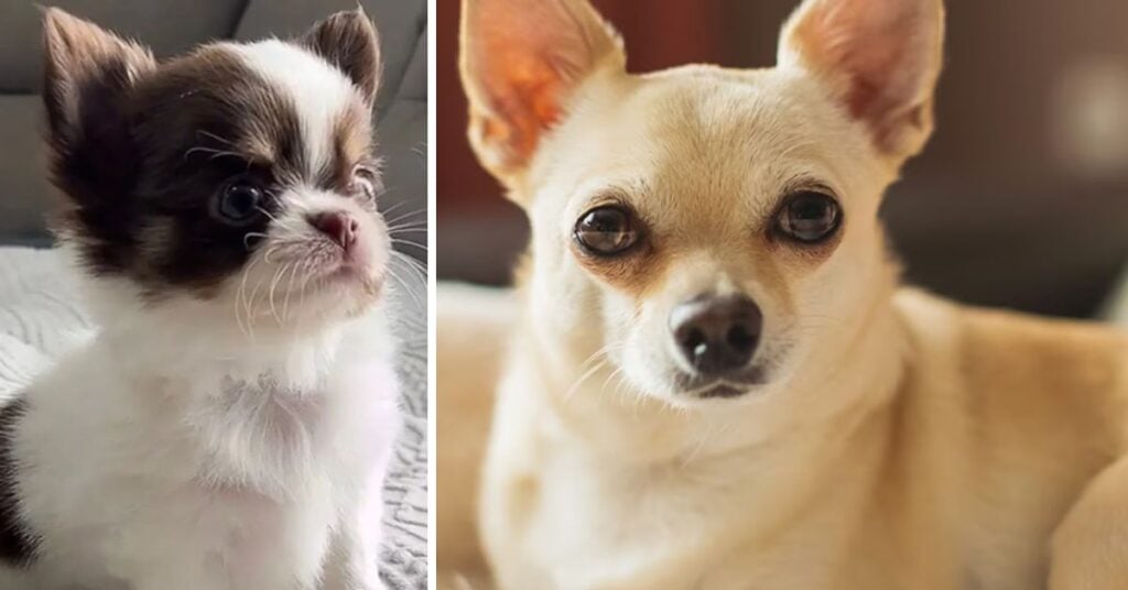 finding the best teacup chihuahua