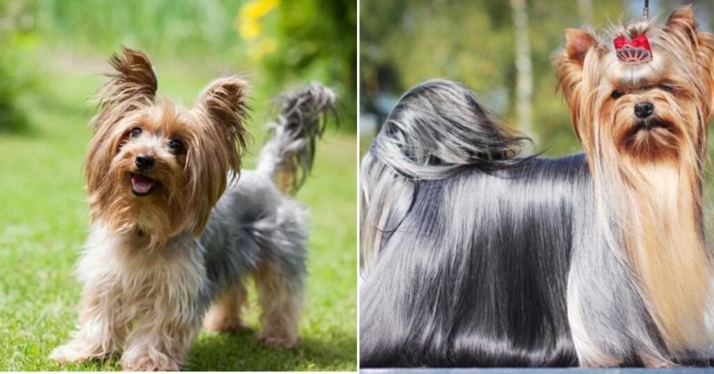  Parti Yorkies
