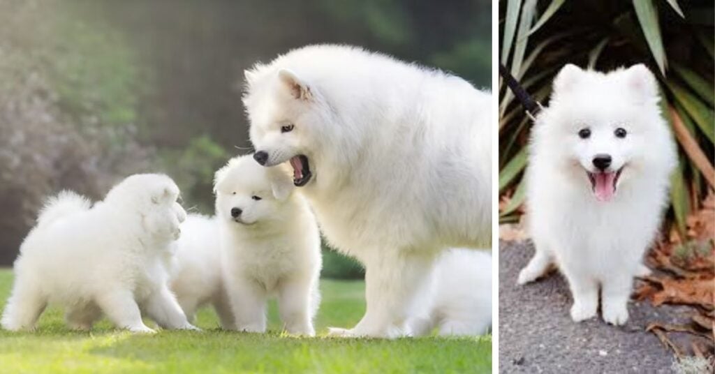 how to choose a healthy puppy
