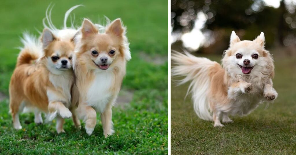 key traits of teacup chihuahuas