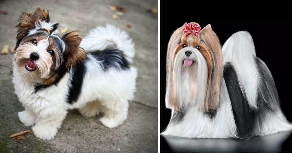 parti yorkies 