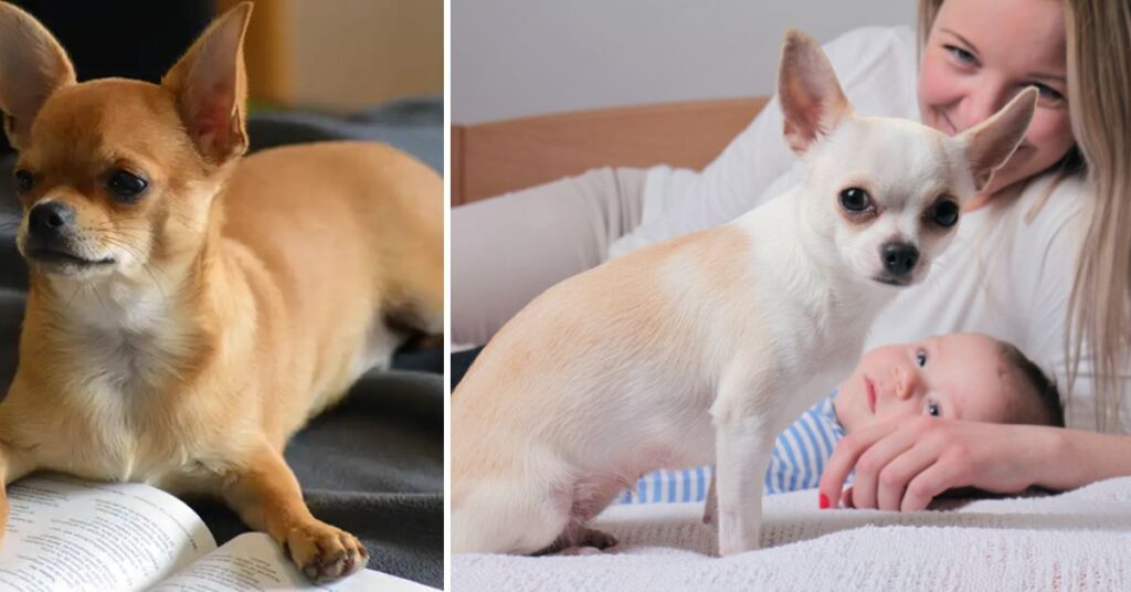 training and socialization chihuahua’s (5)