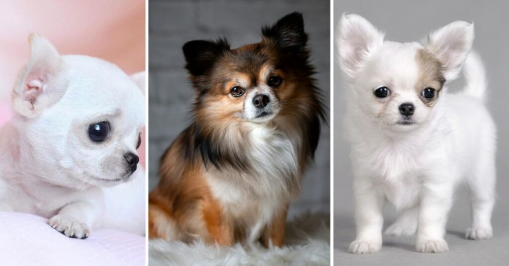 why people love teacup chihuahuas