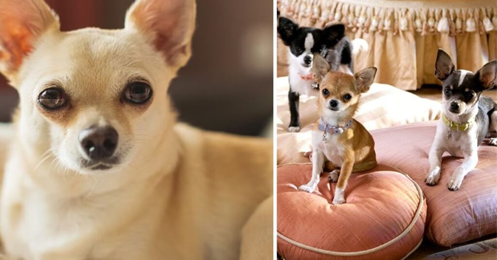 Movie Chihuahua Beverly Hills|Star Dogs, Movies & Fun Facts