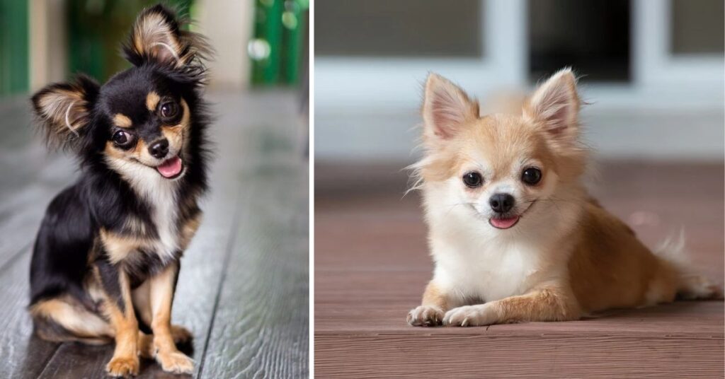 Movie Chihuahua Beverly Hills|Star Dogs, Movies & Fun Facts