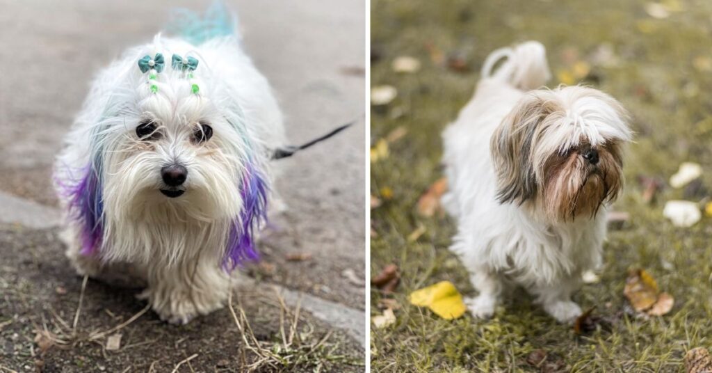  Parti Yorkies  