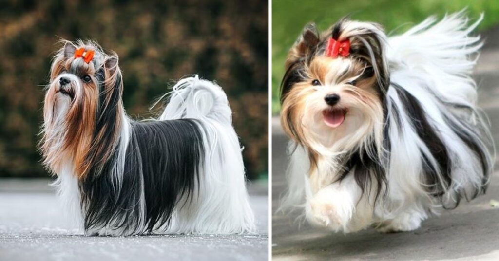 Parti Yorkies 
