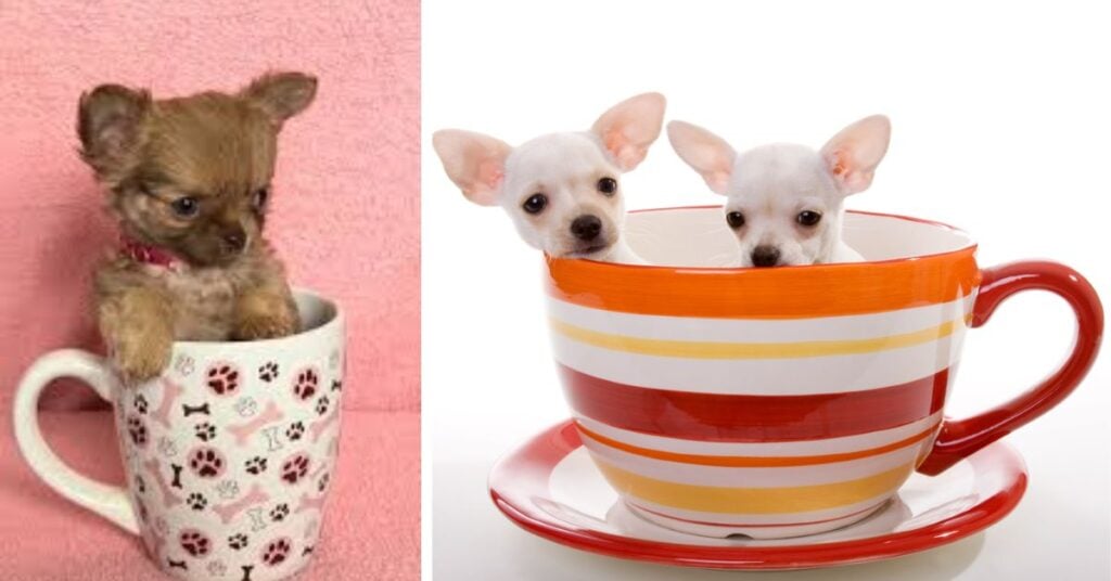 long haired chihuahua teacup chihuahua lifespan