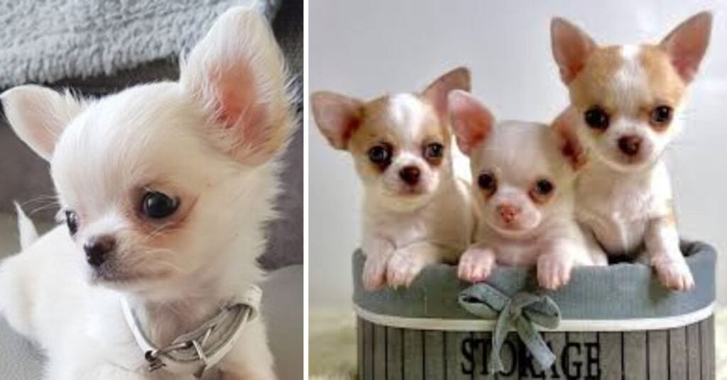 the best teacup chihuahua