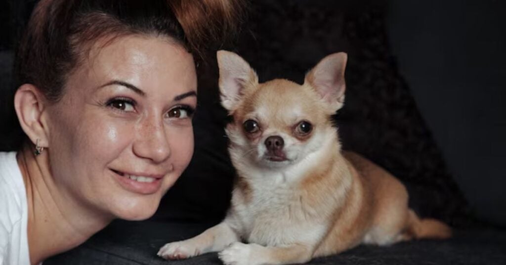 adopting a rat terrier chihuahua mix